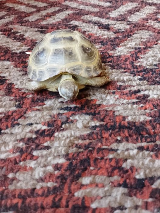 Sogʻlom va parvarishlangan toshbaqa sotiladi