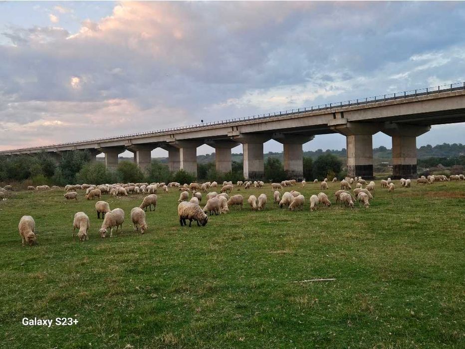 Vand oi țigai rugini(varoșe,birci,tigaie) de ținut