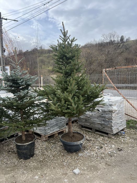 Brazi argintiu si mesteacan Alb