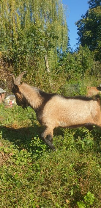 vănd un țap alpin francez