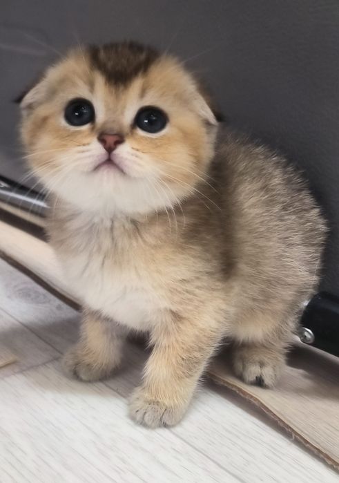 Котята от правильной вязки