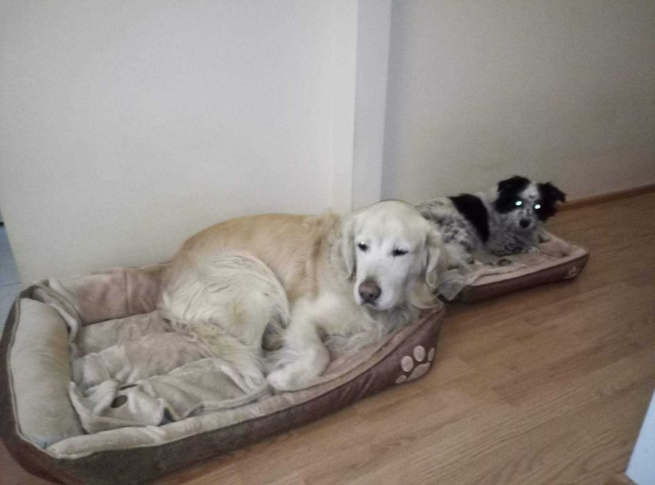 Plimbare caini, ingrijire pisicute - pet sitter