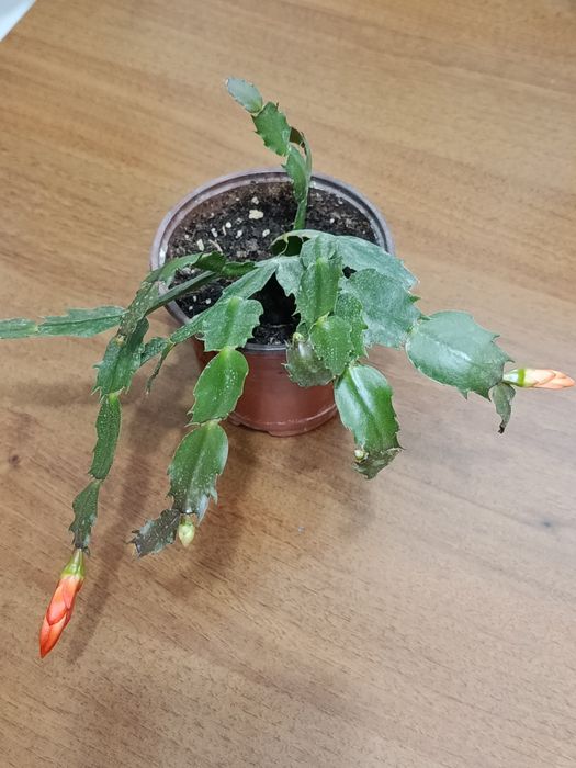 Продам неприхотливые комнатные растения