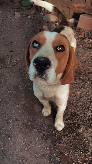 Caine rasa beagle Beagle