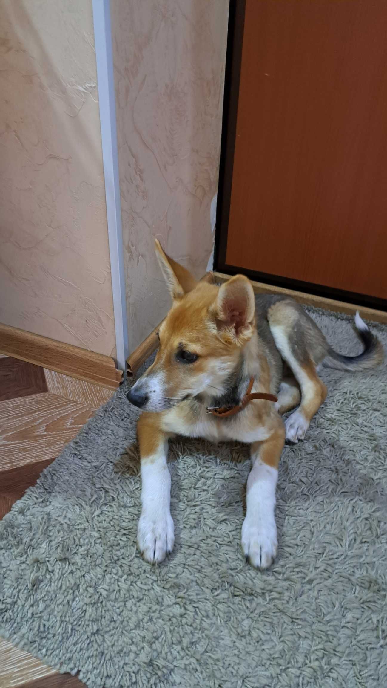 Парень Фокс (FOX) ищет себе дом.