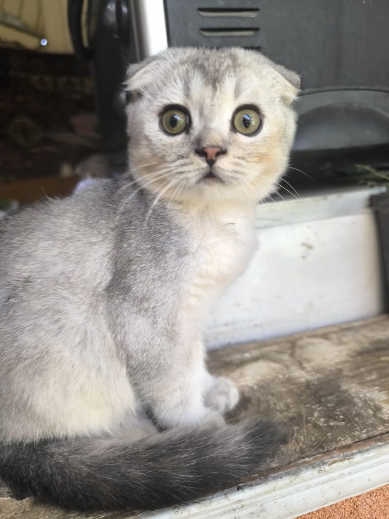 Продаётся котенок Серебристая шиншила