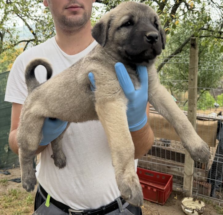 Ciobanesc Kangal