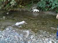 Изгубено куче - бяло лагото