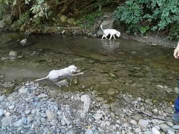 Изгубено куче - бяло лагото