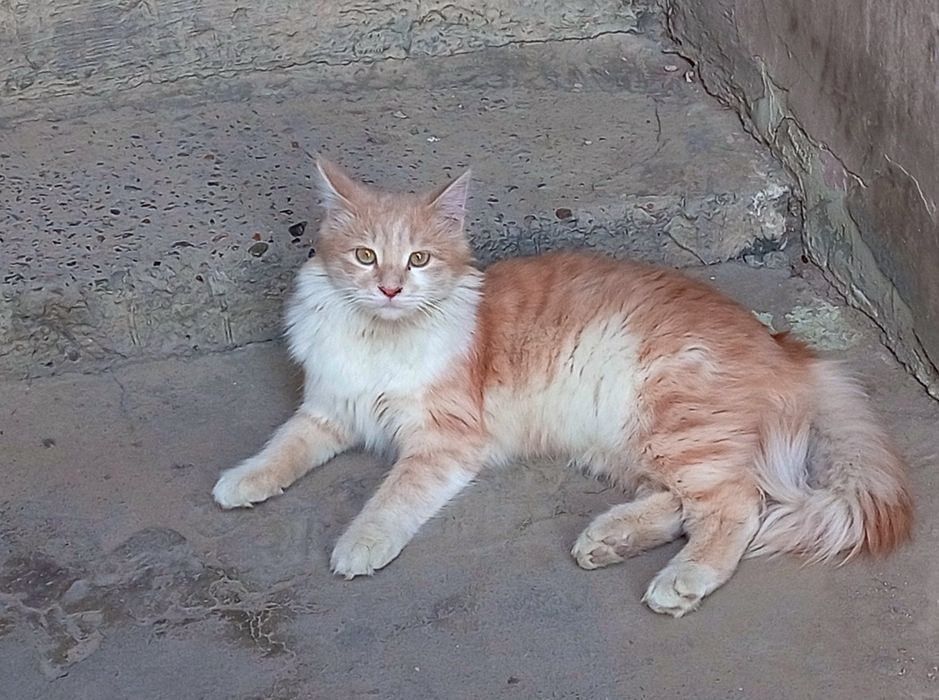 Qiz 1,2 yosh angarskiy parada yaxshi qollarga topshira man