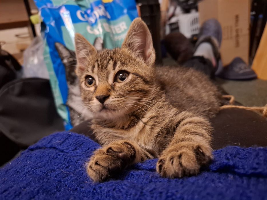 Spre adoptie pisoi  (motanel) 3luni
