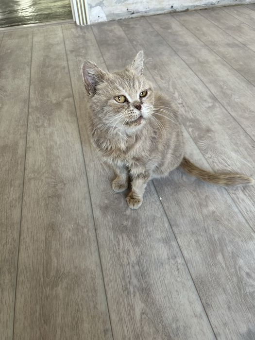 Отдам, кошку! Пишите, звоните на ватсап, мобильная связь плохая