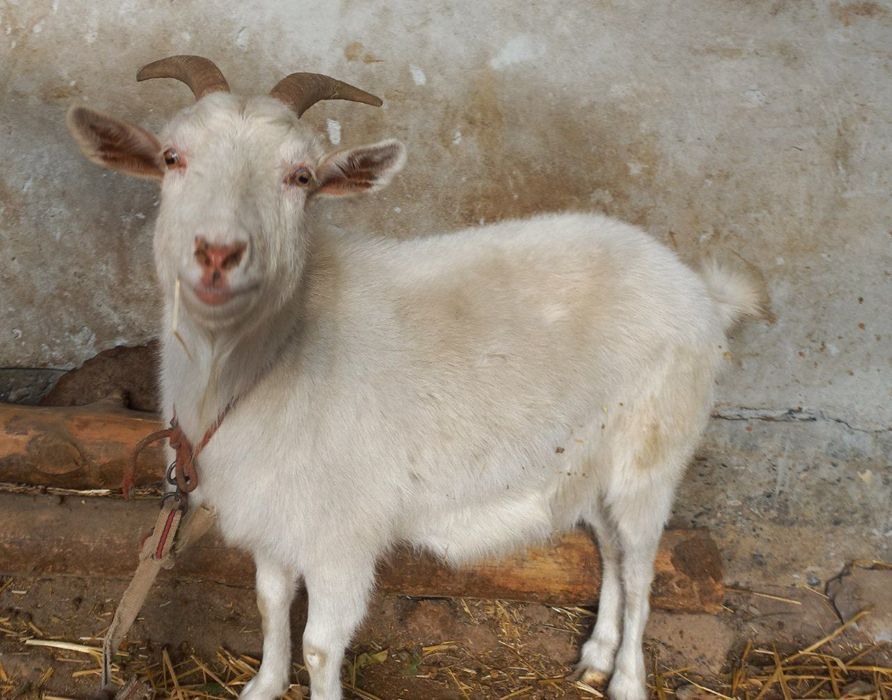 Echkilar 700$ kami bor