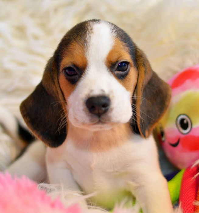 Femela Pui Beagle tricolor din parinti cu pedigree