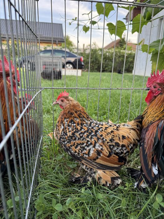 Pasari rasa pitica incaltata mii de flori auriu portelan
