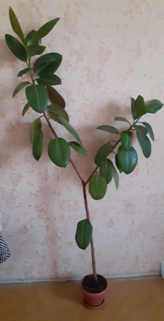 Продается фикус.