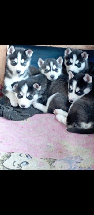 Huscki ochii albastri