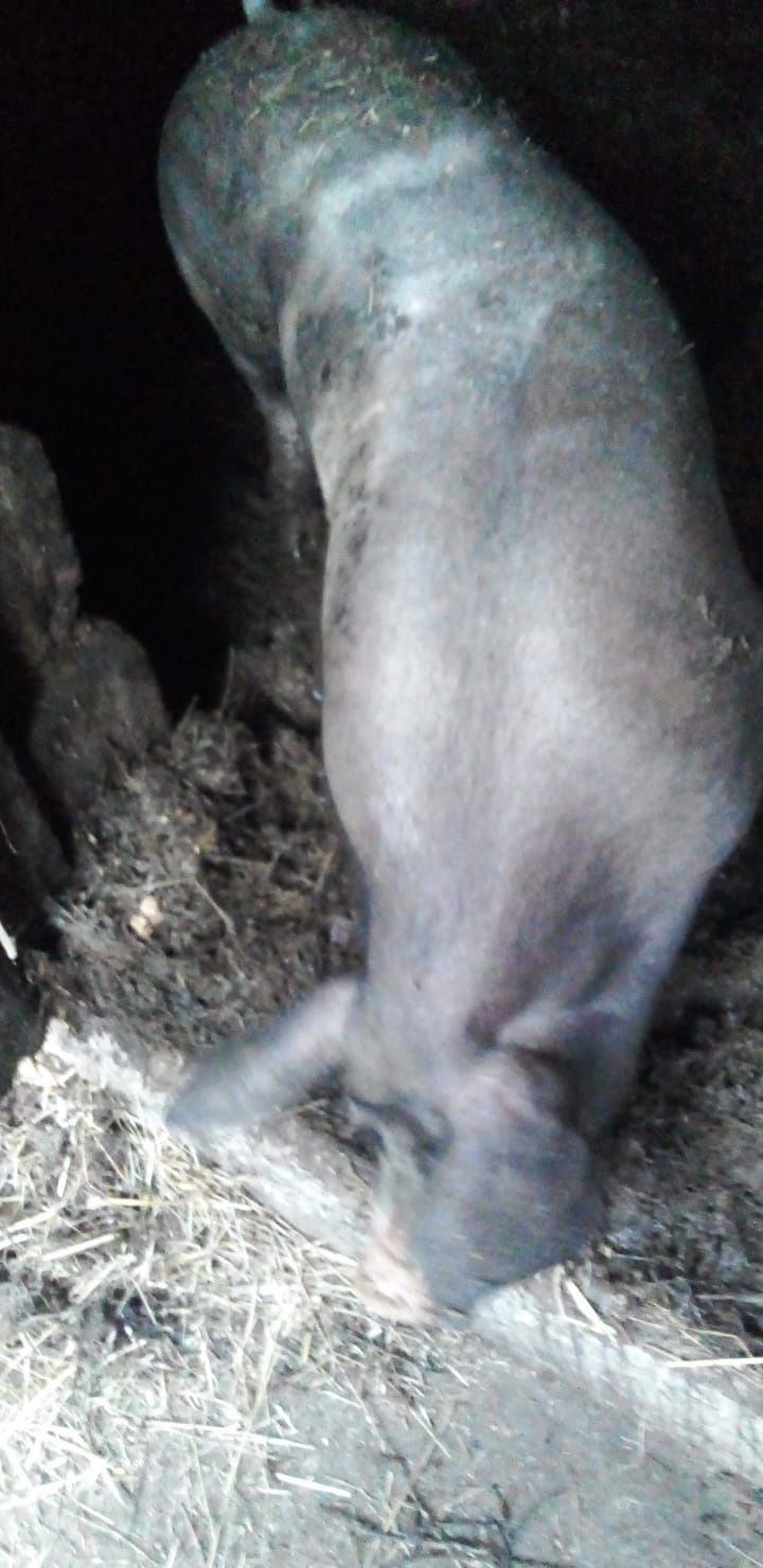 Animale vînd mînză