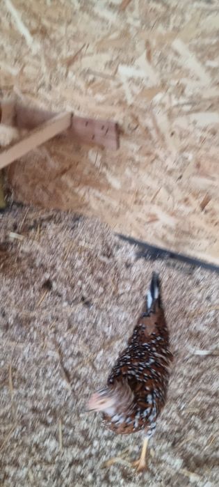 Vând găini italiene portelan