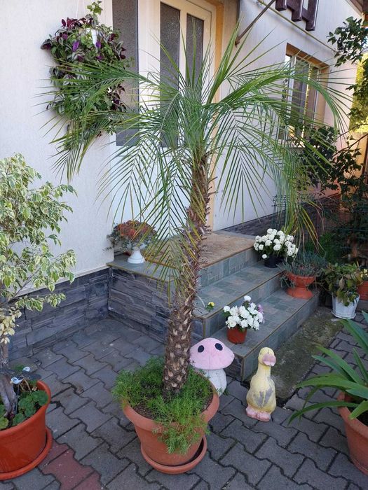 Vând flori de camera