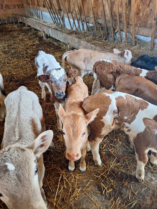 Aduc viței de rasă pe comandă dumneavoastră!!