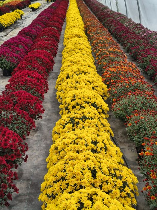 Crizanteme de vânzare