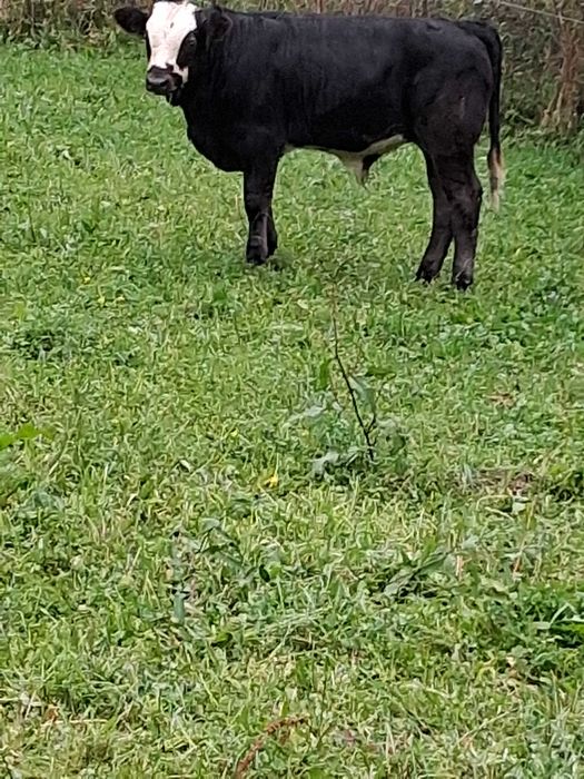 Vitei de vanzare