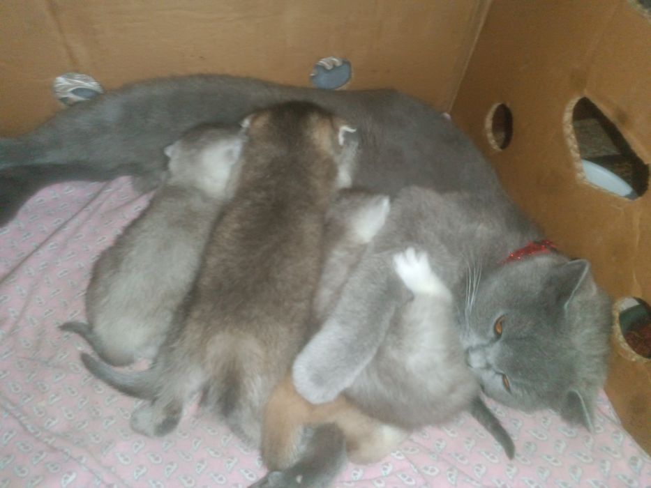 Котята скотиш+шиншилла.