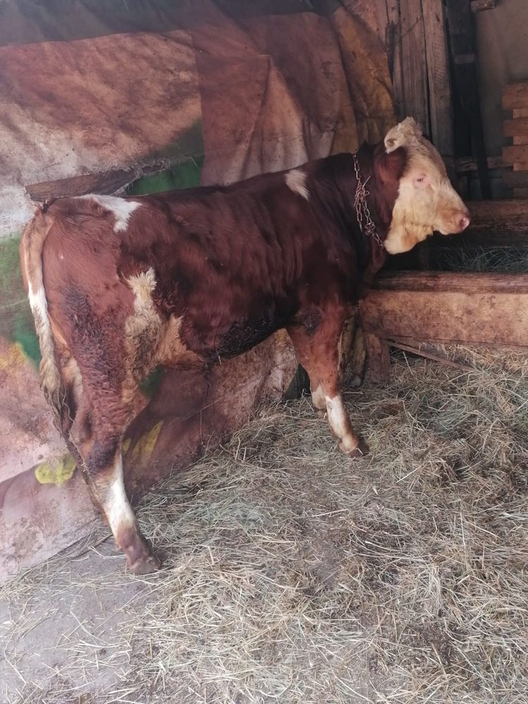 Taurasi de vanzare