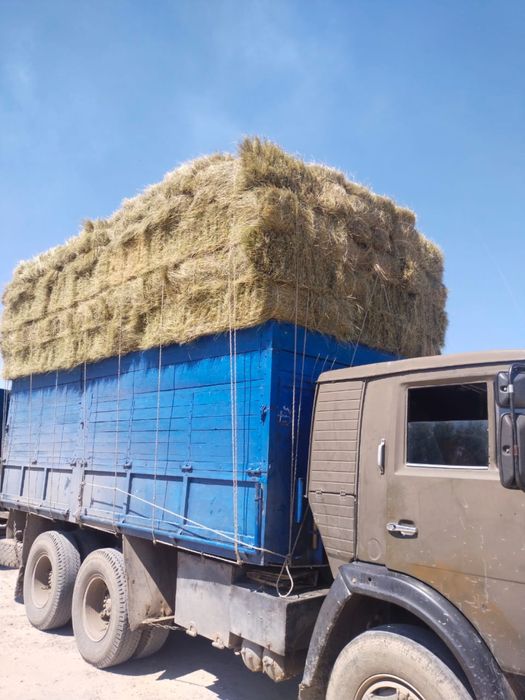 Продам свежие сено тюкавое,есть доставка,цена 600 теңге,продам сено,пр