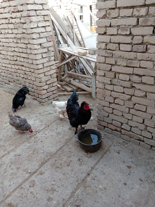 2ta xo'rozlar sotiladi