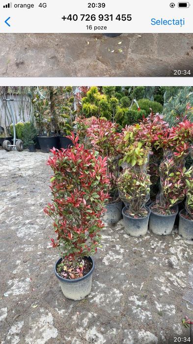 Plante ornamentale diverse preț accesibil