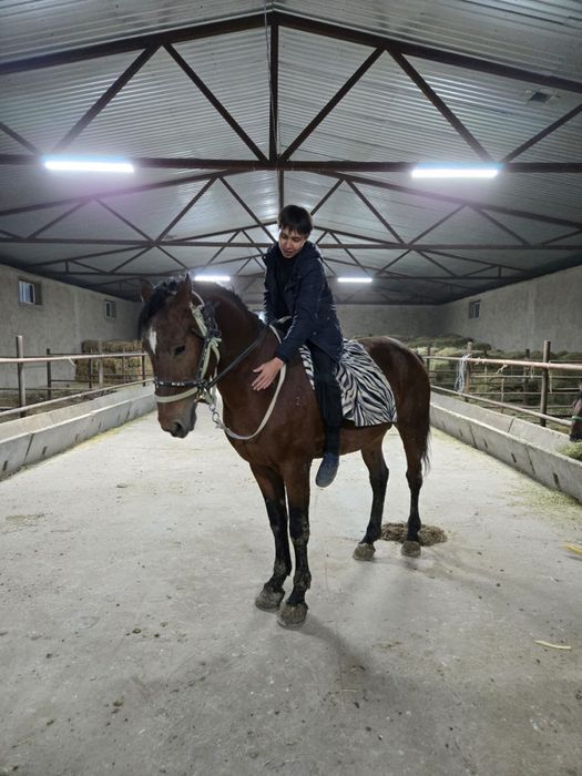 Жылқы 6жасар қызылорда.