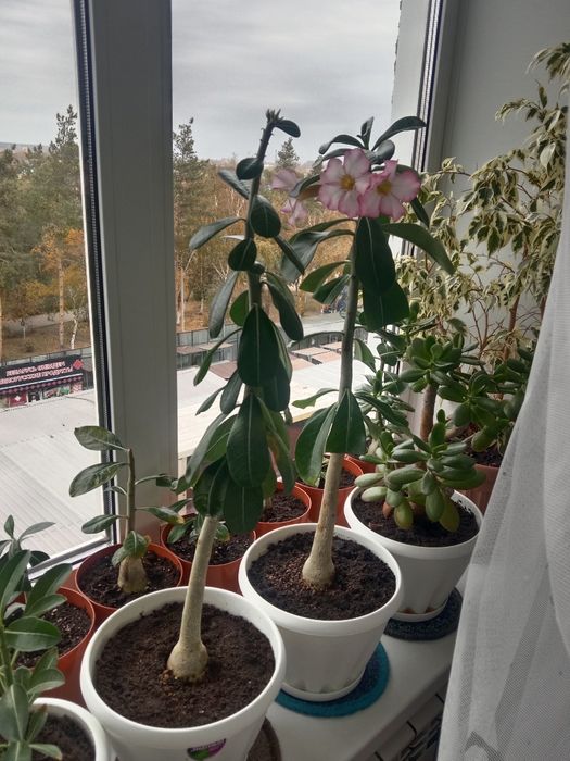 Комнатные растения. Продам адениум