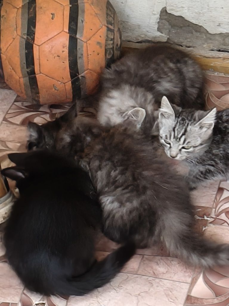 Отдам в добрые руки котят