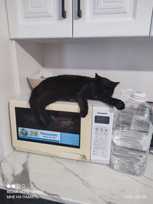 Пропал любимый кот