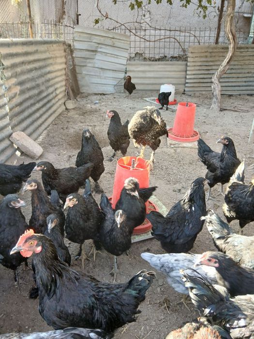 Породистые куры несушки