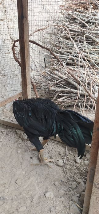 Дакан хуроз сотилади.