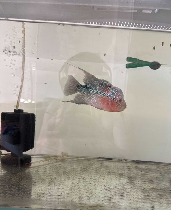 FlowerHorn    ..