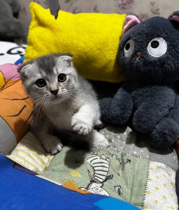 Котята скоттиш фолд , скотиш страйт