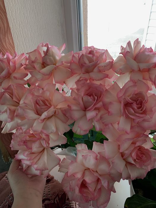 Французские розы