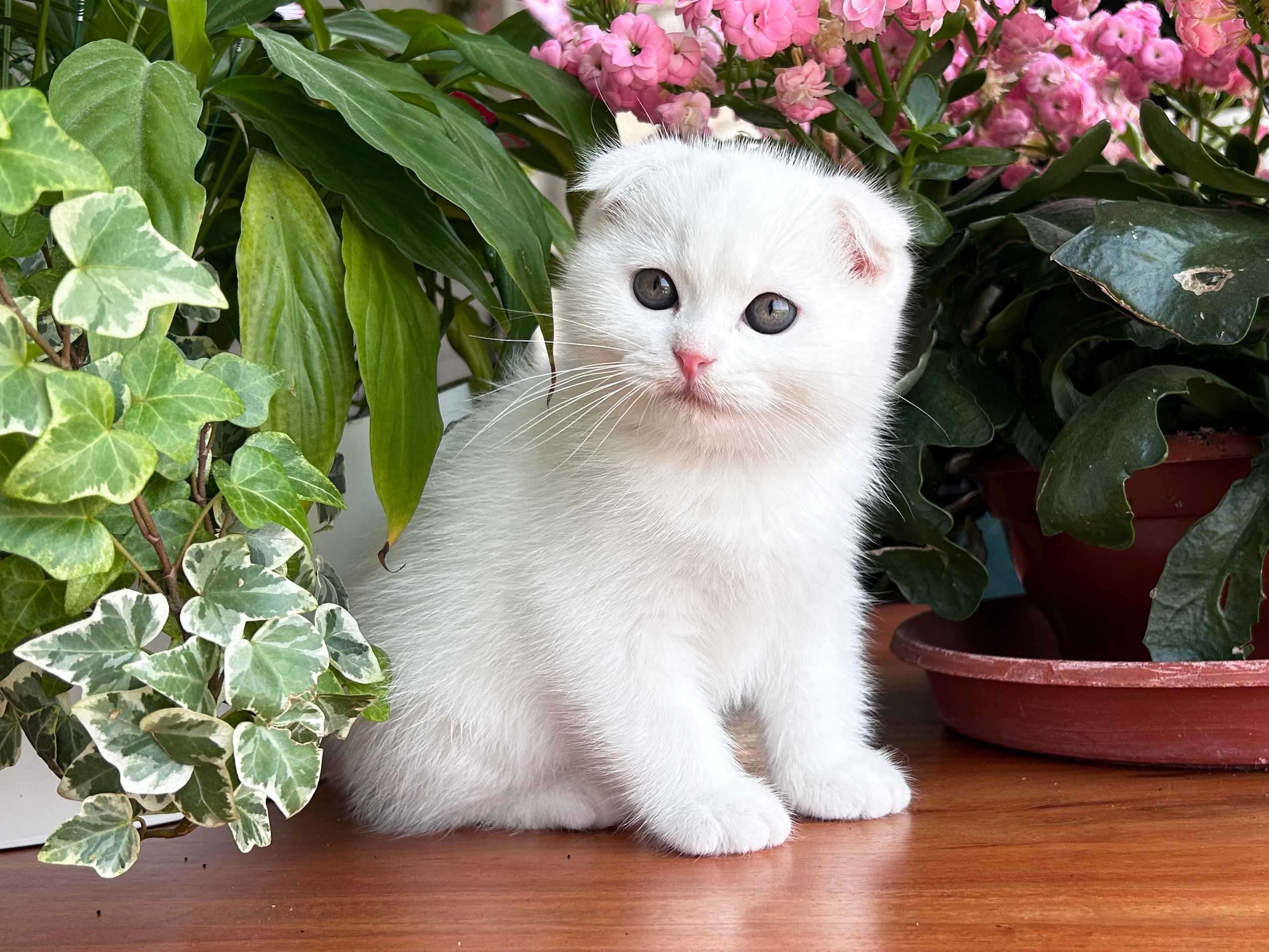 Pisoiaș alb de elită - Scottish Fold. Pedigree. Poze reale