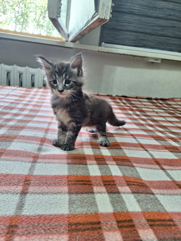 Котята породы Мейн-кун, раннее бронирование!