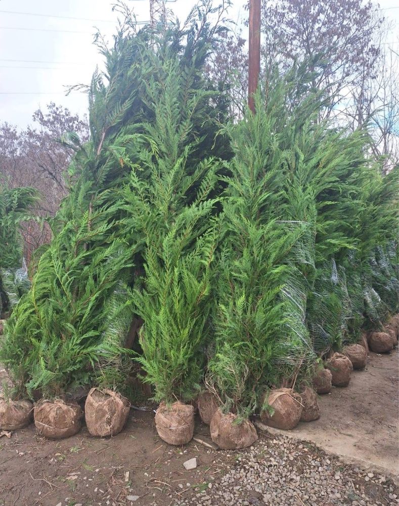 Avem leynadii chipqros