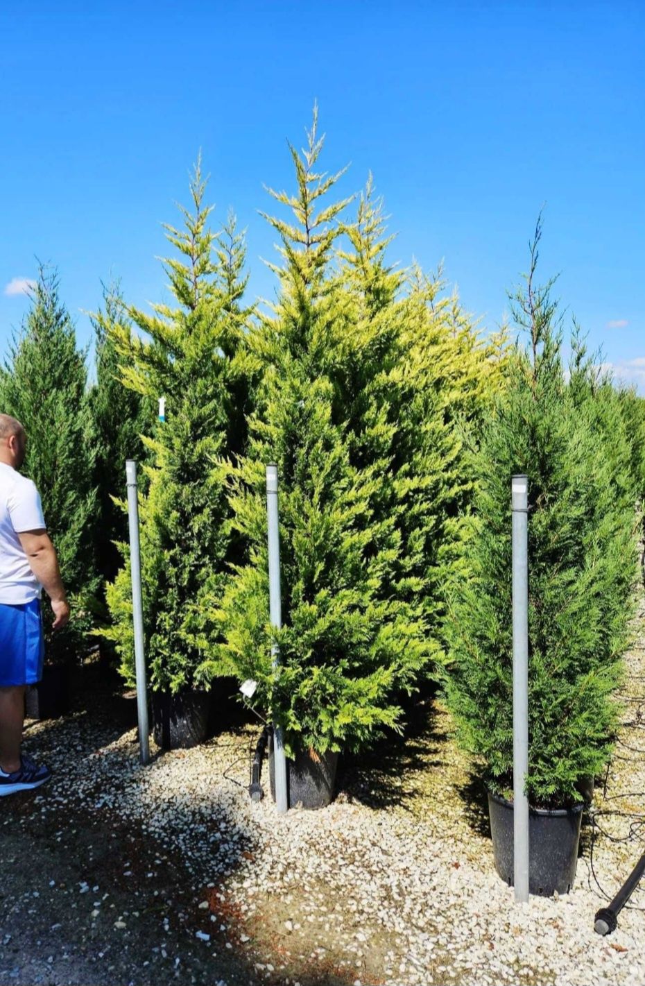 Plante de mai multe speci si dimensiuni