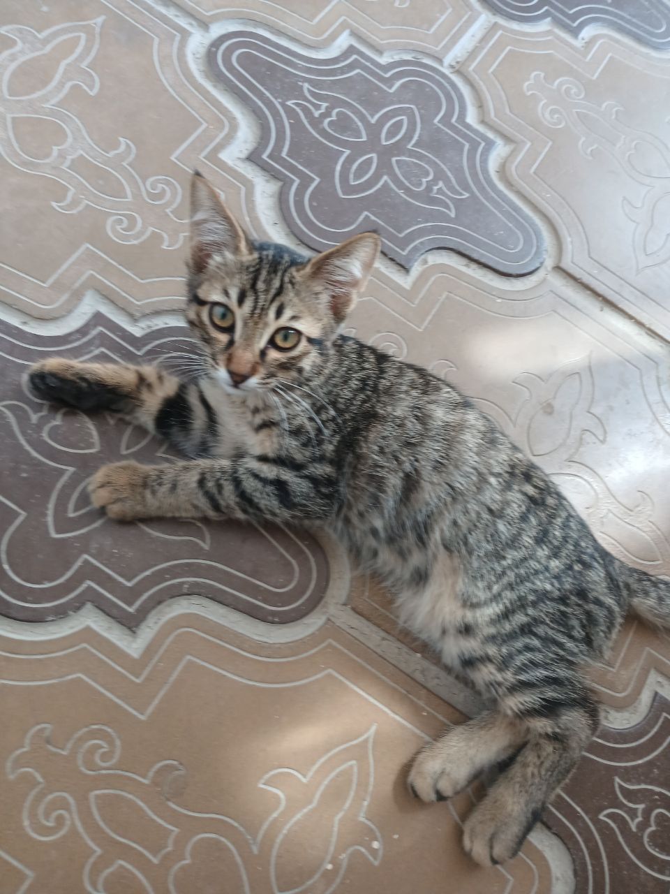 Котята в добрые и заботливые руки