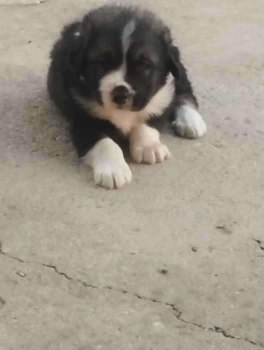 Mascul de Ciobanesc caucazian cu pedigree tip A