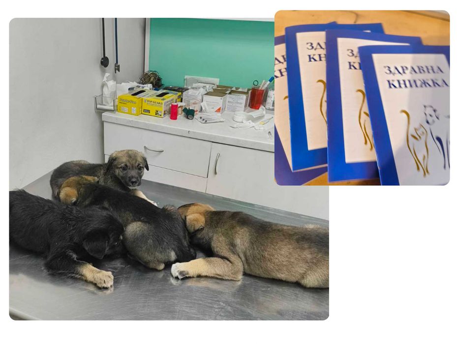 Подарявам кученца (3 броя)