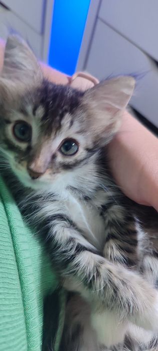 Отдам даром котенка девочку