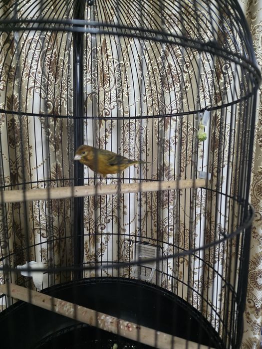 Кнарейка красное дерево